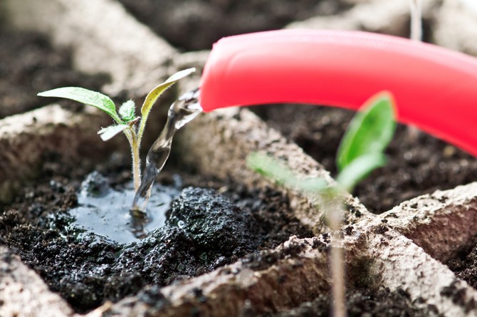 Tomater er en plante, der er resistent over for temperaturfald og tørke. Disse afgrøder kræver moderat vanding.