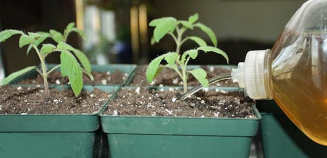 Topdressing af tomatplanter