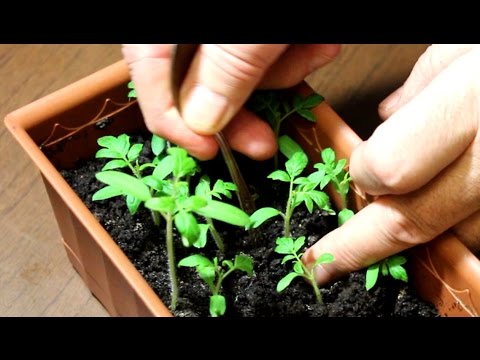 Frøplanter af tomater: fra frøplanter til plukning