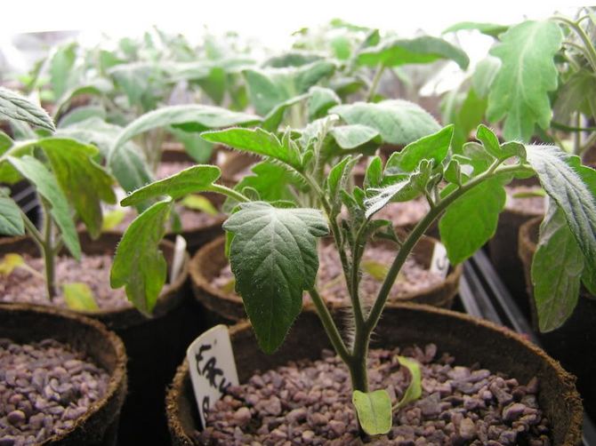 Dyrkning af tomatplanter: såning, plukning, vanding og fodring, hærdning