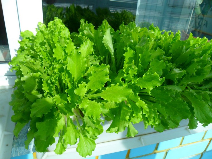 Πώς να καλλιεργήσετε σαλάτα στο σπίτι
