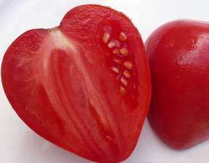 Avomaalla nämä tomaatit olivat useimmiten pieniä ja samanlaisia ​​kuin tavalliset.