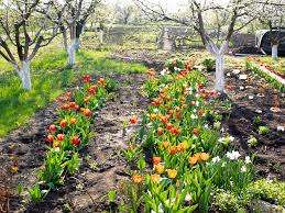 Každý vie, že kvalita plodiny vo všeobecnosti závisí od sadivového materiálu, takže si musíte kúpiť dobré cibuľky tulipánov, alebo ak chcete, pestovať ich sami. Za týmto účelom sa farba tulipánov odreže