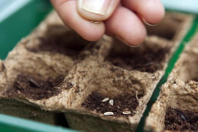 Sådan sår du frøplanter