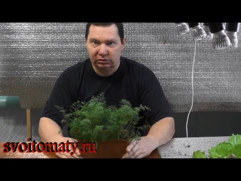 كيف ينمو الشبت في المنزل في الشتاء