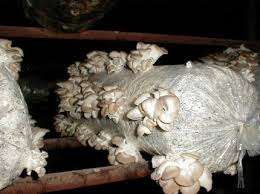 Kasvatettaessa sieniä aloittelijoiden on pidettävä hyvää huolta sadostaan ​​hyvän sadon saavuttamiseksi.