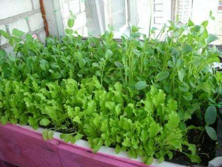 Sådan dyrkes grønt på en vindueskarme året rundt med dine egne hænder