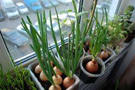 Sipuli. Kuka tahansa voi kasvattaa sipulia, jopa aloitteleva puutarhuri. Sinun tarvitsee vain laskea sipuli vesisäiliöön ja ajan myötä se alkaa kasvaa ja ensimmäiset vihreät ilmestyvät. Pääedellytys on, että veden tulee olla