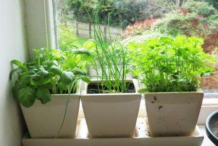 Sådan dyrkes grønt hjemme på en vindueskarme