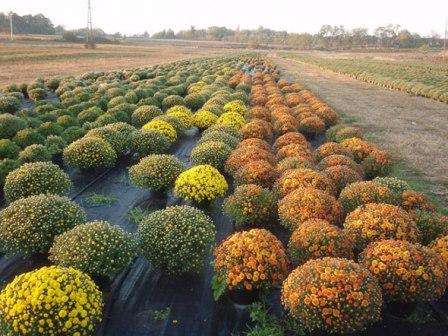 Takket være de mange forskellige sorter kan krysantemum bruges til at lave en smuk sammensætning i haven. Store buske, der har mange små knopper, kan plantes i det yderste hjørne af haven. De blomstrer i meget lang tid og vil glæde øjet på afstand. Nogle sorter er ret frostbestandige. Chrysanthemums kan blomstre fra slutningen af ​​juli til vinteren og bevarer efterårssammensætningen.