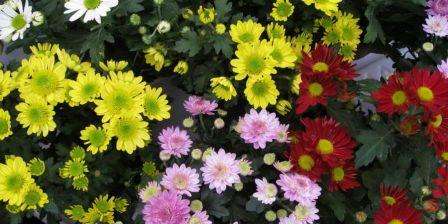 Når krysantemum vokser aktivt, skal de befrugtes godt efter vanding for at overvåge jordens løshed og fugtighed. Hvis fugt ikke er nok, vil blomster og blade være hårde. Chrysanthemums elsker organisk og mineralsk ernæring