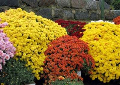 Ved at vide, hvordan man dyrker krysantemum korrekt, kan du plante dem udendørs og nyde deres smukke blomstring i lang tid. Med dine egne hænder kan du lave en smuk blomsterhave i dit sommerhus.