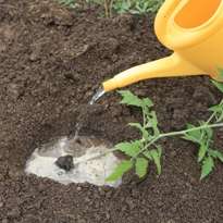 Είναι καλύτερο να φυτέψετε νεαρά φυτά στο έδαφος το απόγευμα, αργά το απόγευμα. Συνιστάται να επιλέξετε μια συννεφιασμένη μέρα για αυτό. Σε αυτή την περίπτωση, τα δενδρύλλια θα βλάψουν λιγότερο και θα προσαρμοστούν πιο εύκολα σε νέες συνθήκες.