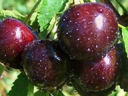Cherry Shokoladnitsa, πώς να αναπτυχθεί Περιγραφή της ποικιλίας κερασιών