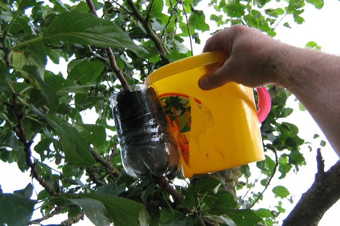 For rodning har laget brug for en beholder med jord. Du kan bruge en almindelig 1,5 liters plastflaske