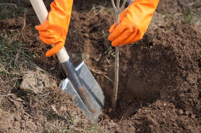 Plantning af en ung æblefrøplante