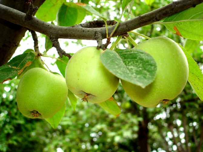طبقات الهواء: تكاثر شجرة تفاح بدون ترقيع