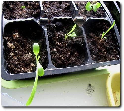 semeno mattiola rastúce, keď zasadiť