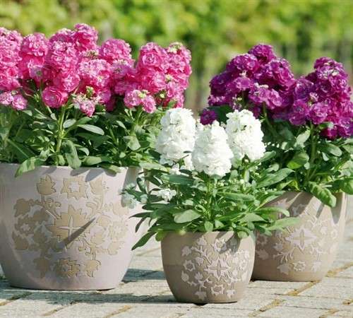 προσγείωση matthiola