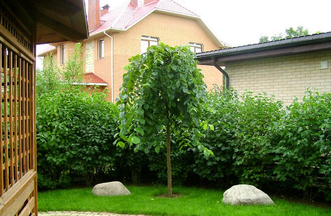 Grungy elm er meget velegnet til landskabspleje i byområder