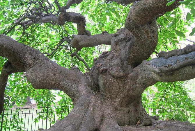 Planten har stærkt træ, ganske elastisk og holdbart