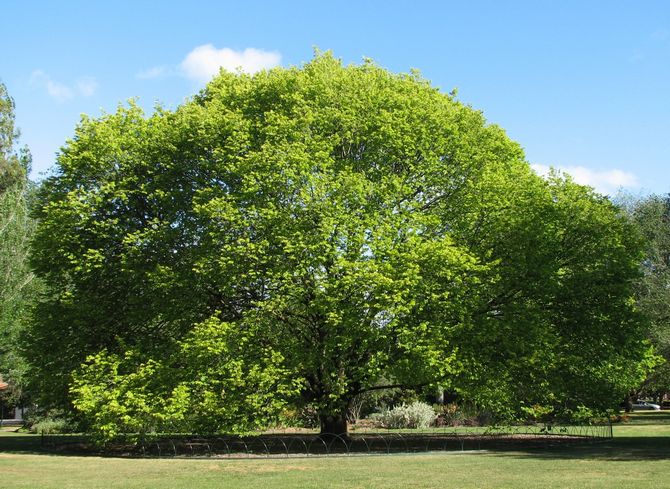 Alm er grov pendula, camperdone og græder. Beskrivelse og foto af elm