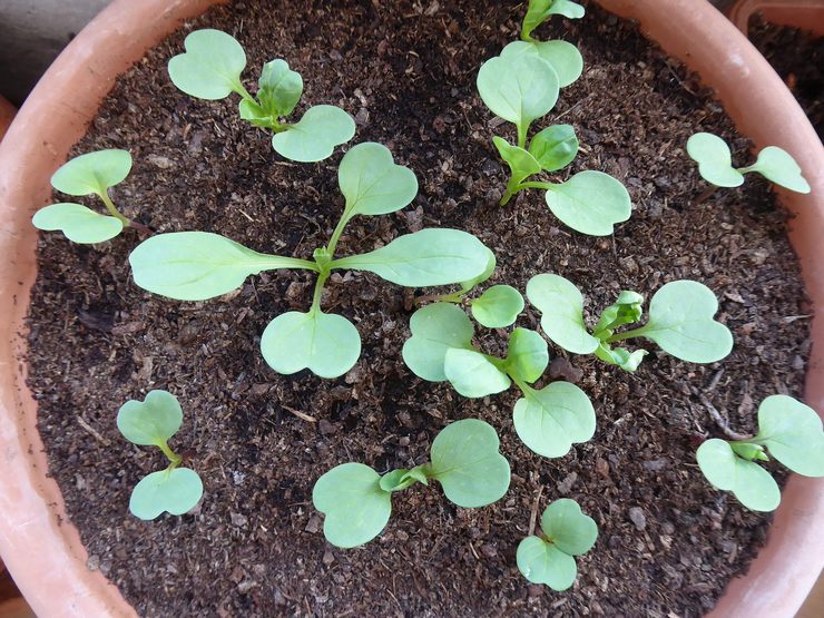 Dyrkning af bindweed fra frø