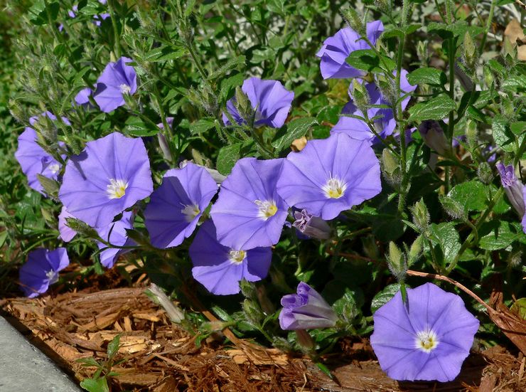 رعاية Bindweed