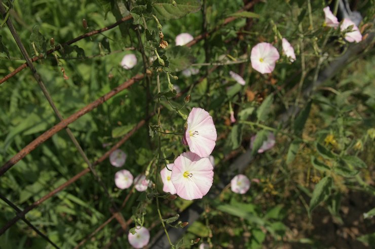 Sådan slipper du af bindweed