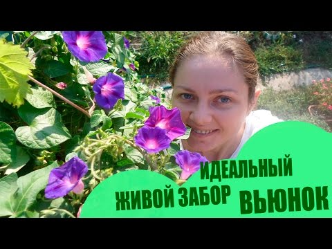 سياج حي مثالي مع الزهور �� طوال الصيف ونصف الخريف (أوكرانيا) �� Bindweed �� �� العديد من الزهور������