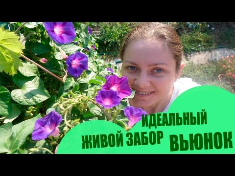 Perfekt levende hegn med blomster �� Hele sommeren og halvdelen af ​​efteråret (Ukraine) ind Bindweed �� �� Mange blomster������