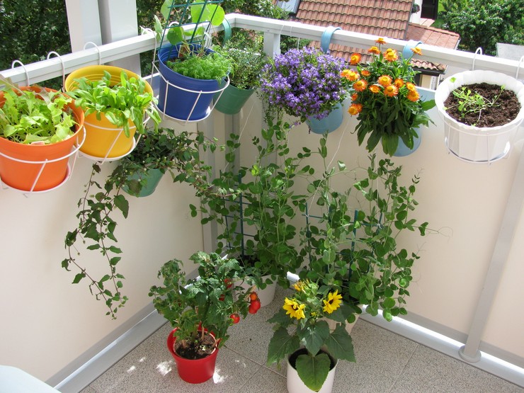Najpopulárnejšie popínavé rastliny na balkón