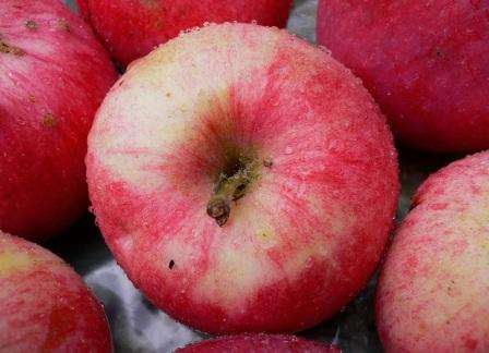 Omenapuu Melba: kuvaus, valokuva, arvostelut
