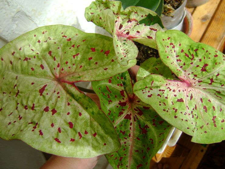 Caladium