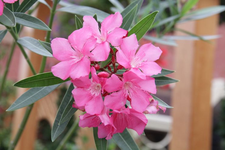 Oleander