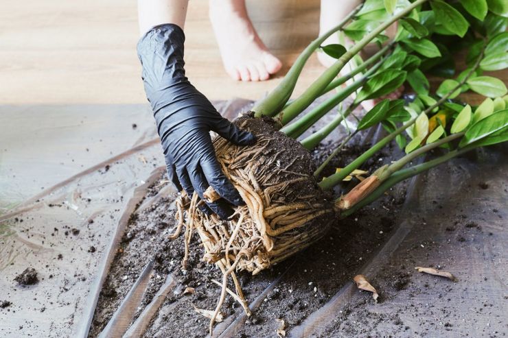 Kuinka vaarallisia ovat myrkylliset sisäkasvit