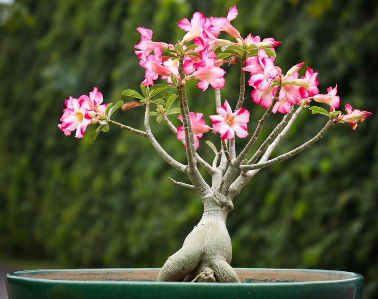 Adenium