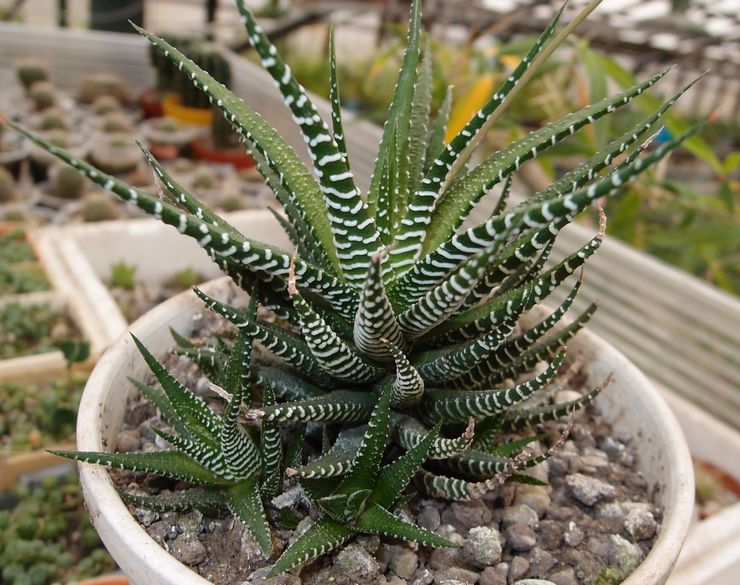 Stribet aloe