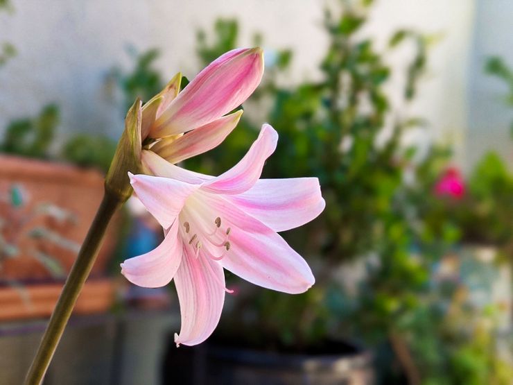 Amaryllis Belladonna