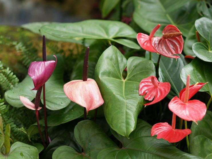 Anthurium