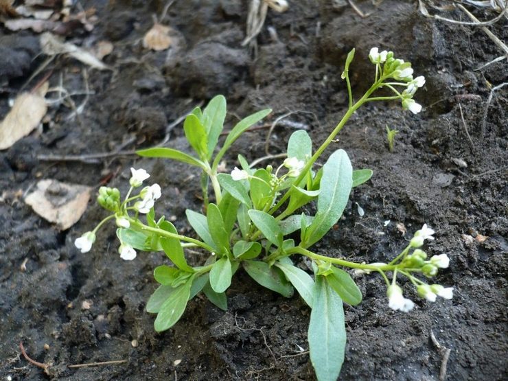 Plantning og dyrkning af markkrukker