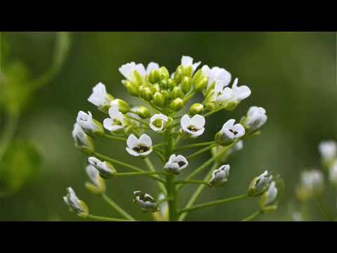 Škola bylinárstva - YARUTKA - lekcia číslo 11