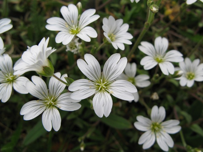 Planten har omkring to hundrede arter, som omfatter både en- og stauder.