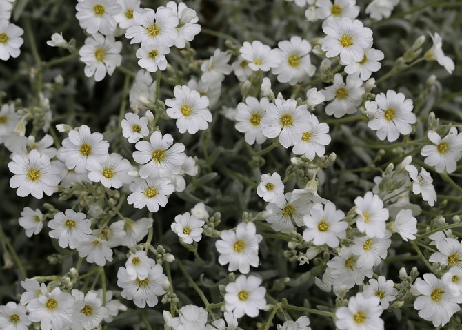 Filt yaskolka - plantning og pleje af en blomst. Voksende kyllinger i det åbne felt. Beskrivelse, typer, fotos