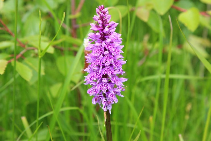 Orchis beskrivelse