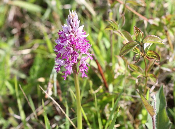 Orchis pleje