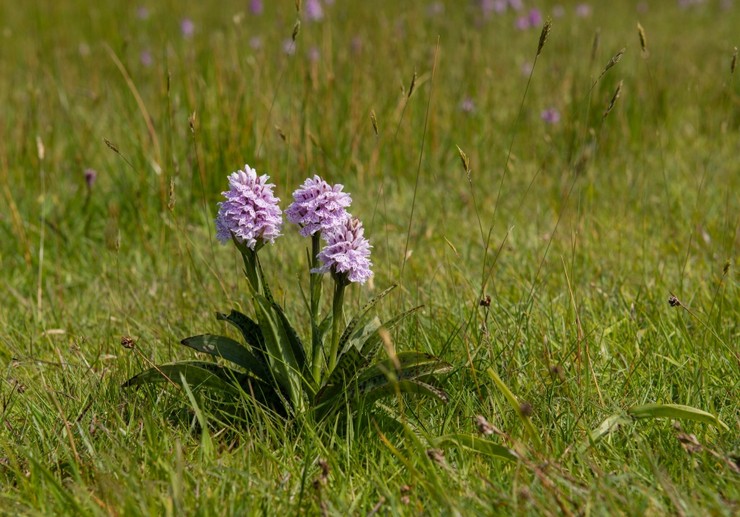 Orchis plettet