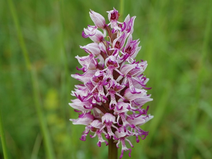 Orchis abe