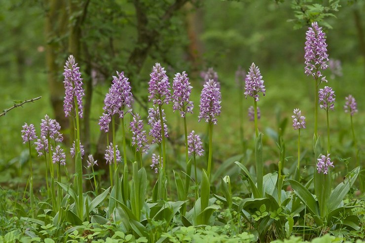 Orchis hjelm