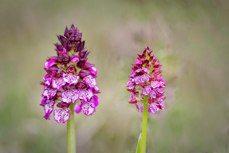 Orchis lilla